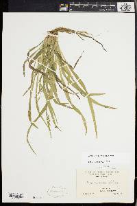 Carex laxiculmis image