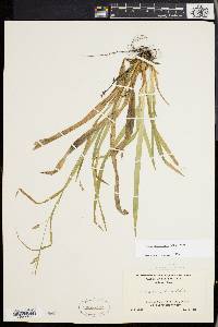 Carex laxiculmis image