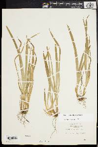 Carex laxiculmis image