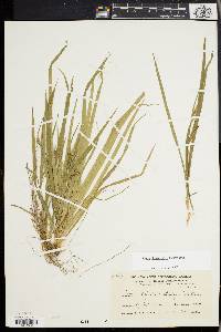 Carex laxiculmis image