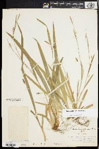 Carex laxiculmis image