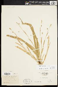 Carex laxiculmis image