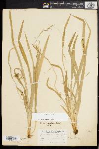 Carex laxiculmis image