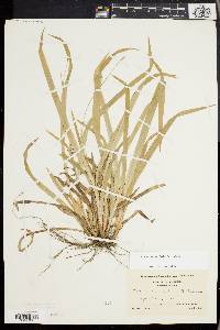 Carex laxiculmis image