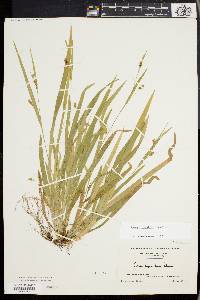 Carex laxiculmis image