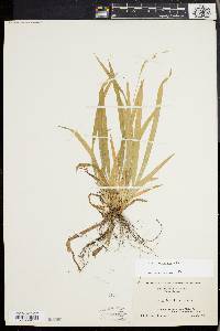 Carex laxiculmis image