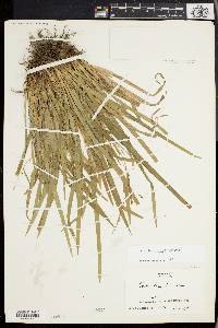 Carex laxiculmis image