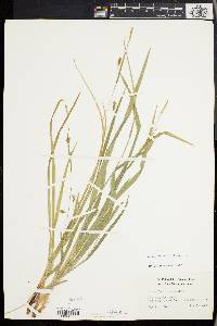 Carex laxiculmis image