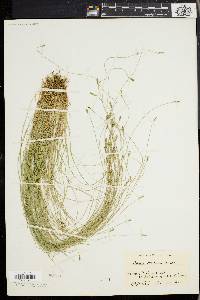 Carex leptalea var. harperi image