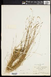 Carex leptalea var. harperi image