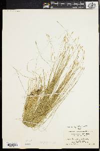 Carex leptalea var. harperi image