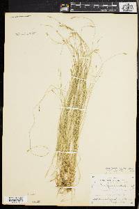 Carex leptalea var. harperi image