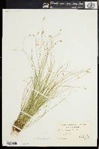 Carex leptalea var. harperi image