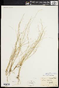 Carex leptalea var. harperi image