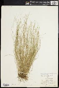 Carex leptalea var. harperi image