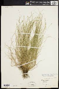 Carex leptalea var. harperi image