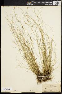 Carex leptalea var. harperi image