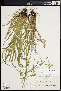 Carex leptonervia image