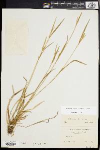 Carex leptonervia image