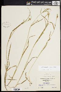 Carex leptonervia image