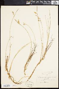 Carex limosa image