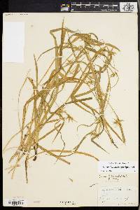 Carex lonchocarpa image