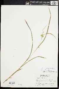 Carex lonchocarpa image