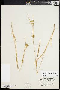 Carex lonchocarpa image