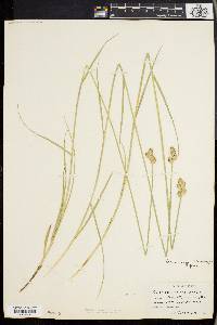 Carex longii image