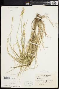 Carex longii image