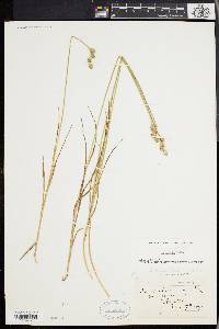 Carex longii image