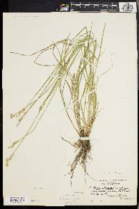 Carex longii image