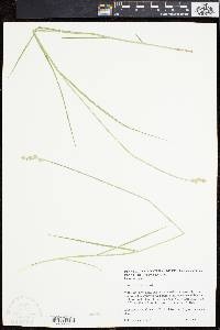 Carex longii image
