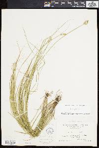 Carex longii image