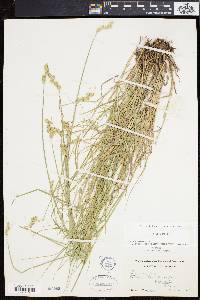 Carex longii image