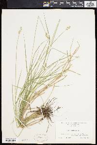 Carex longii image