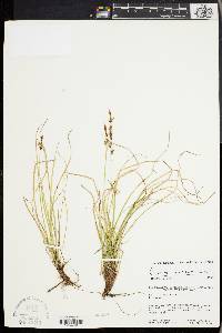 Carex lucorum image