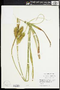 Carex lupuliformis image