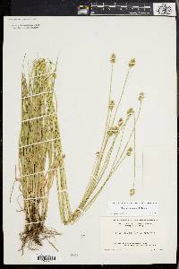 Carex mesochorea image