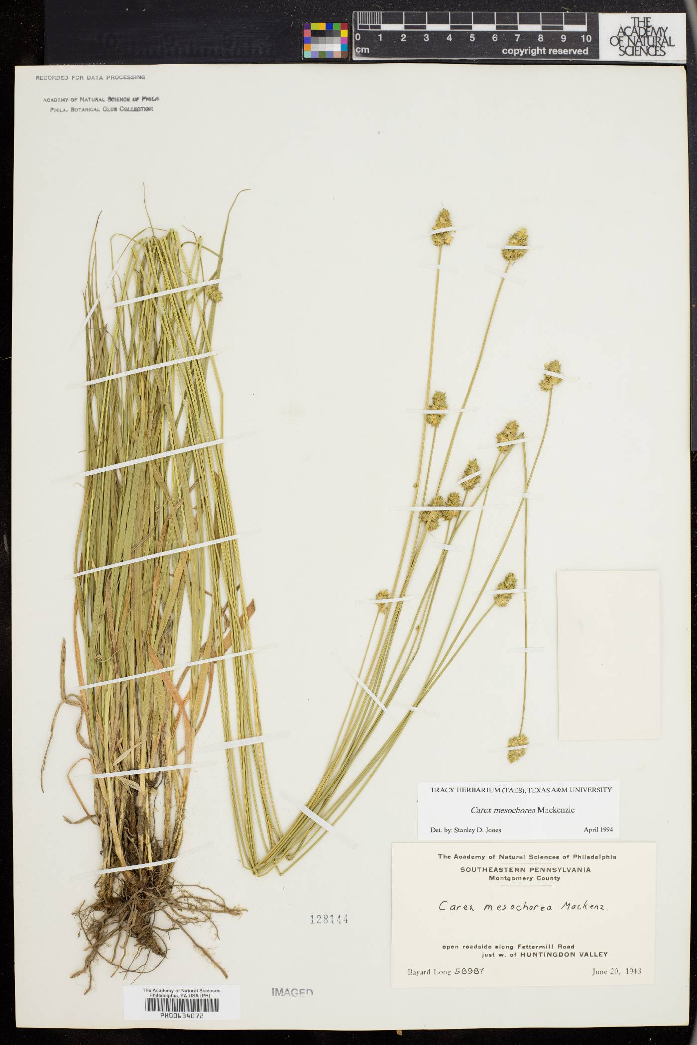 Carex mesochorea image