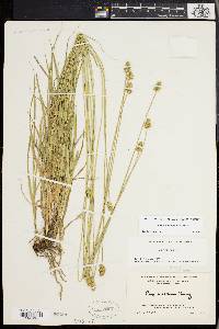 Carex mesochorea image