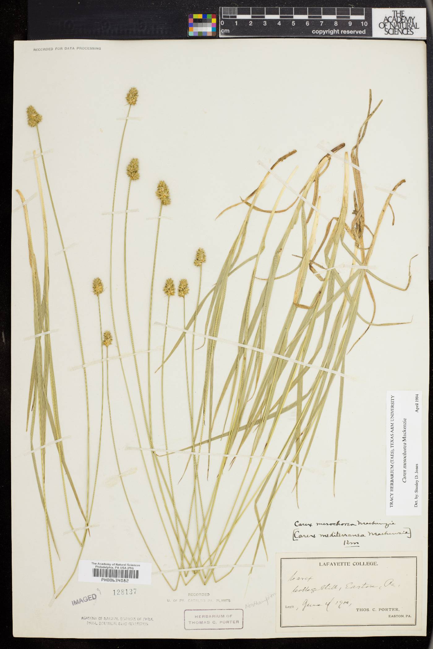 Carex mesochorea image