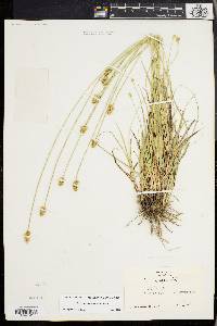 Carex mesochorea image