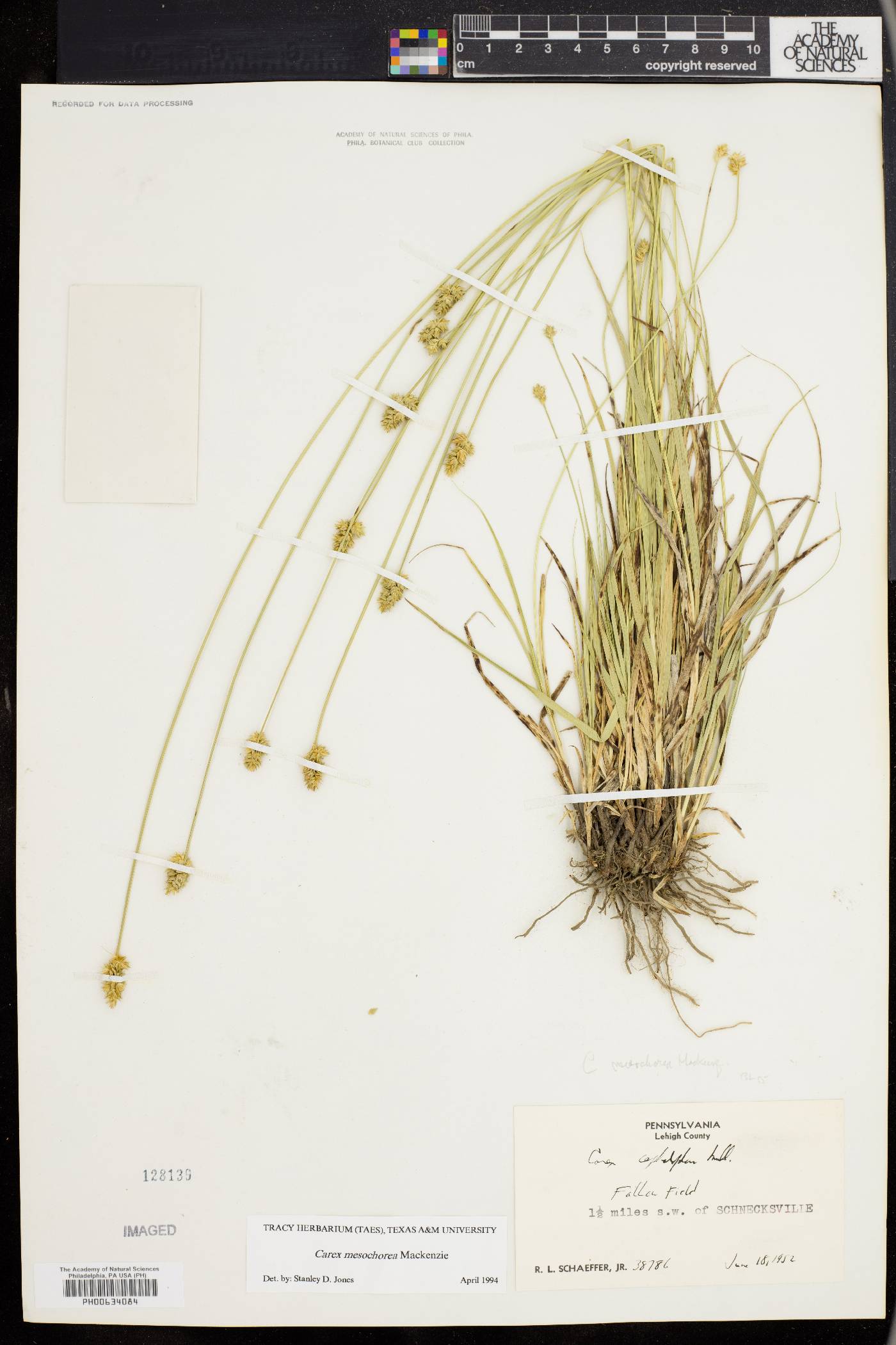 Carex mesochorea image