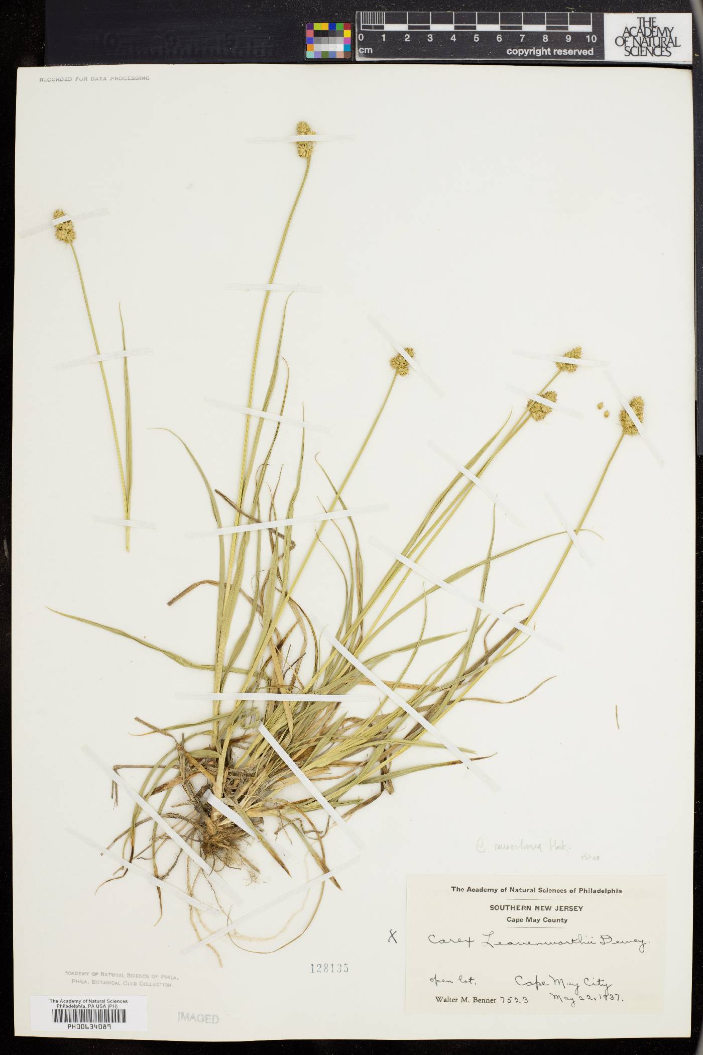 Carex mesochorea image