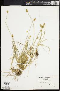 Carex mesochorea image