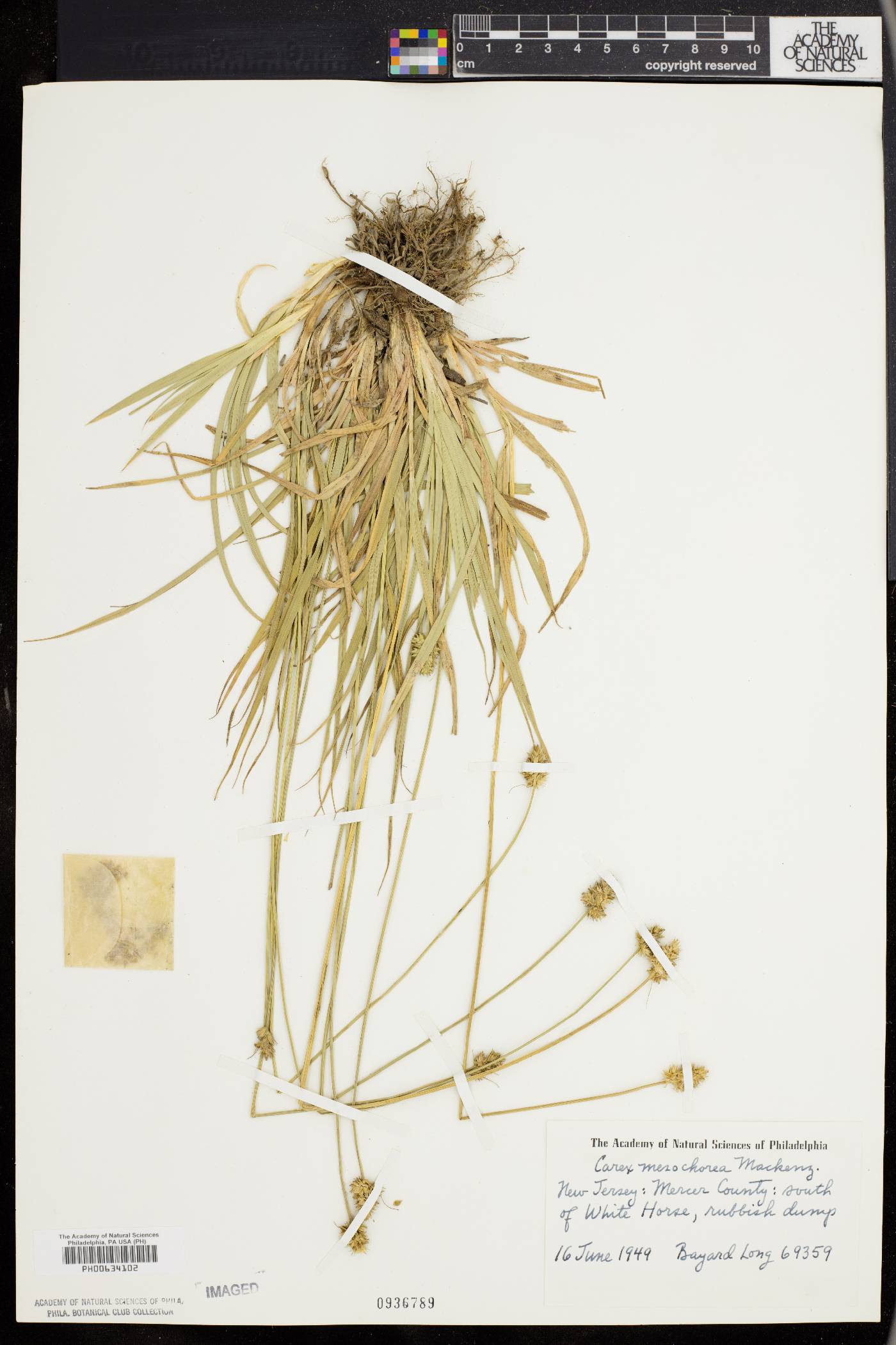 Carex mesochorea image