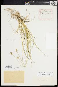 Carex mesochorea image