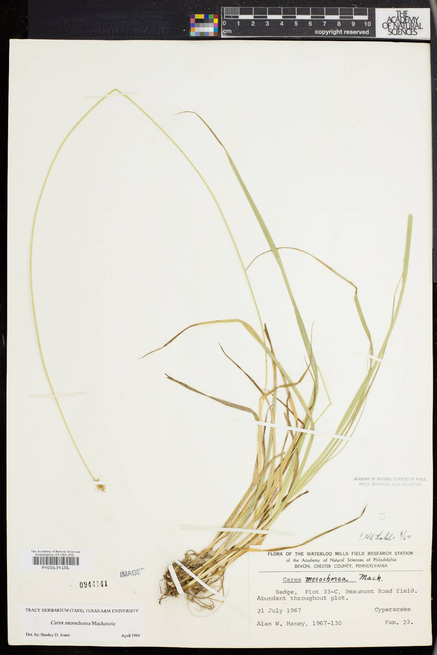 Carex mesochorea image