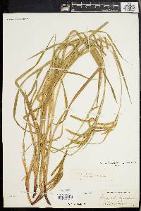 Carex mitchelliana image